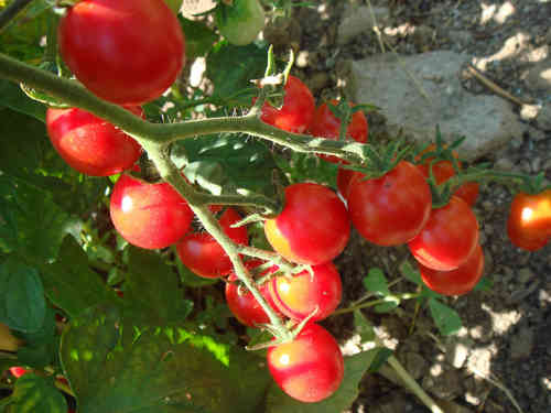 Koralik Tomate, Cherry-Tomaten, alte Sorte