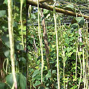 Meter-Bohne, Taiwan black long bean, 1 Meter lange Bohnen