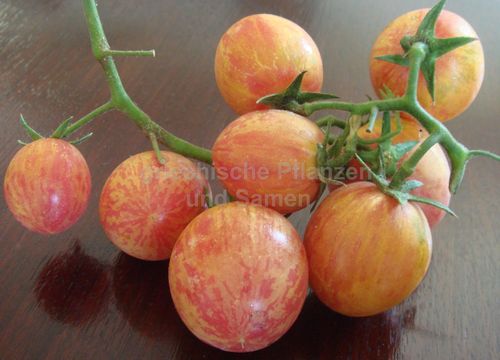CRAZY CHERRY Tomaten historische Sorte 10 Samen gestreifte Tomate