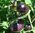 PURPLE SMARAGD Tomaten schwarz rot gesteift historische Sorte 10 Samen Flaschentomate Tomate