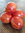 Tigerette Tomaten rot gesteift historische Sorte 10 Samen Balkontomate Tomate