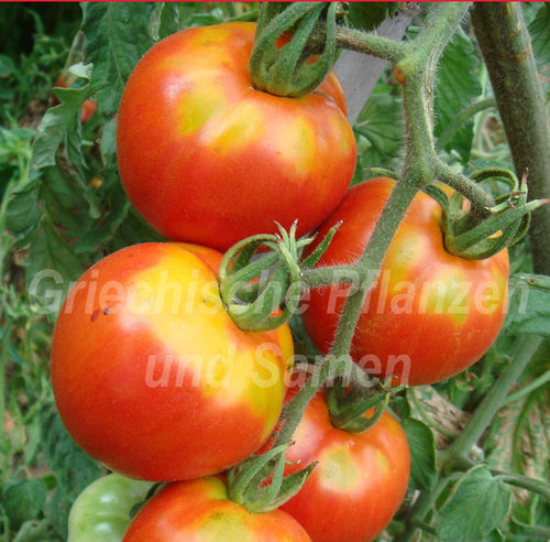 striped Siberian Tomate russische frühe Tomaten 10 Samen